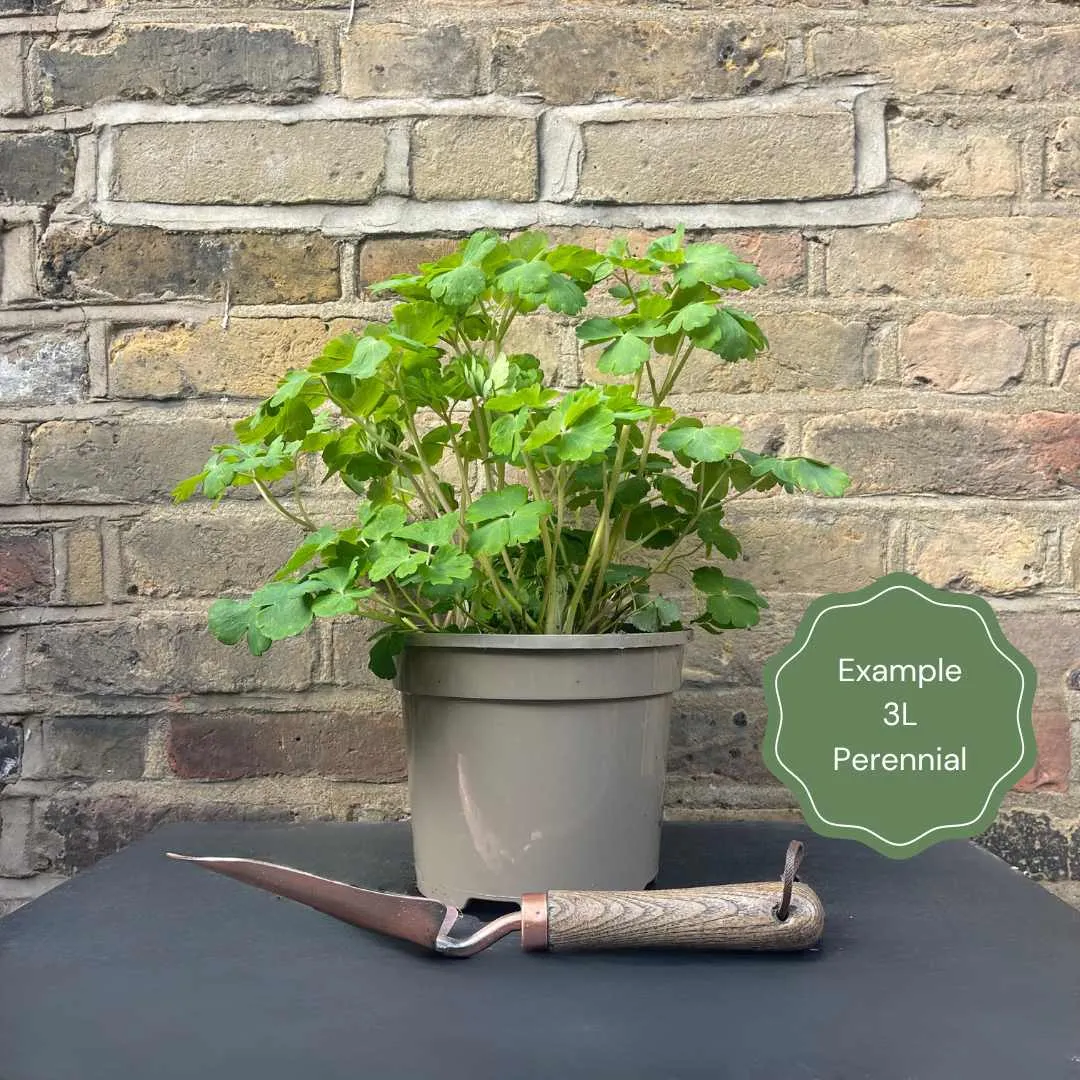 Hardy Banana Plant | Musa basjoo